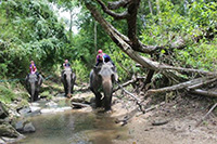 Elephant Discovery Chiang Mai (Bareback riding)