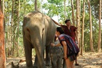Elephant Jungle Sanctuary (No Riding) Full Day
