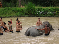 Enjoy bathing with elephants 