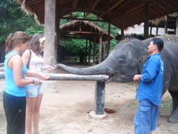 Feeding elephant after the shows