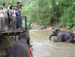 Don't miss a chance to observe the elephants bathing at the two bathing areas on Maesa River before each elephant show 