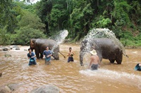 Elephant Experience and Whitewater Rafting (No Riding)