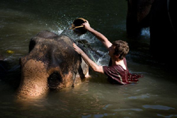 Patara Elephant Farm Chiang Mai -  Elephant Caregiver for a day Morning Session