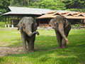 Mae Sa Elephant Camp, Karen Longneck Tribe & Orchid farm