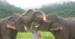 Elephant Nature Park (Learning Elephant (Day tour) ) (Group Join In)