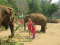 Elephant care and Sticky waterfall (Group Join In)