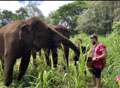 Half Day Elephant Discovery Chiang Mai Local Foundation (Group Join In)