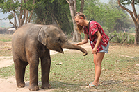 Karen Hilltribe Elephant Sanctuary Half Day Morning (Group Join In)