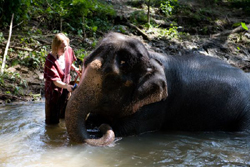 This personalized program will give you great experience to know all about domestic Thai Elephant.  