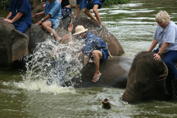 Watch elephants being bathed at the bathing pool
