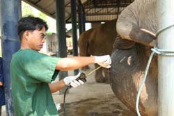 Visit Elephant Hospital