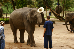 see elephant show and displays of foresty work and other skills