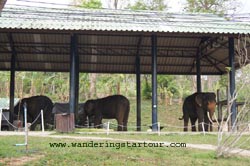 Visit Elephant Hospital in Lampang