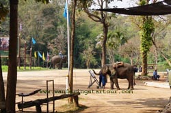 Elephant painting show at Thai Elephant Conservation Lampang