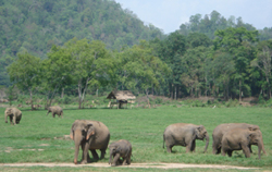 You Learn a lot about the Asian Elephant and why it is important to protect them. 