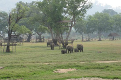 Elephant Nature Park is an amazing place
