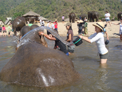 Wonderful place. Hand feeding Rescued elephants and helping to bathe them 