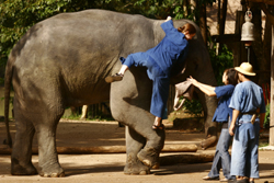 Thai Elephant Conservation Center in Lampang 