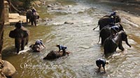 Watch the elephants bathing at Maetaeng River before  elephant show 