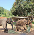 Patara Elephant Farm Chiang Mai 