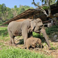 Patara Elephant Farm Chiang Mai 
