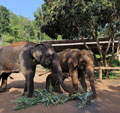 Elephant Caregiver  for a day at Patara Elephant Farm Chiang Mai 