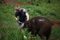 Elephant Caregiver  for a day at Patara Elephant Farm Chiang Mai 