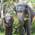 Visit the Chang Chiang Mai for an enjoyable elephant feeding experience