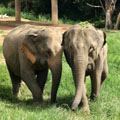 Visit the Chang Chiang Mai for an enjoyable elephant feeding experience
