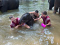 Elephant Discovery Chiang Mai Local Foundation