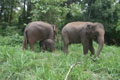 Elephant Discovery Chiang Mai Local Foundation