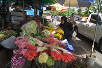 Visit Warrorot flowers market