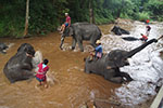 Mini Bus Rental Chiang Mai - One Day Mae Sa Elephant Camp, Karen Longneck, Tiger Kingdom and Sankampaeng Crafts