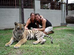 Visit Tiger Kingdom
