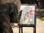 Elephant Painting show