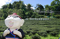 Doi Mae Salong Tea Plantation