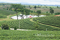 Chuifong Tea Plantation (Green Tea Plantation)