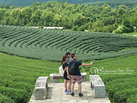 Chuifong Tea Plantation (Green Tea Plantation) 