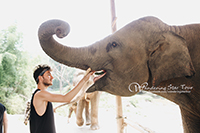 Elephant Interaction (No Riding) feeding by hand and being with them closely