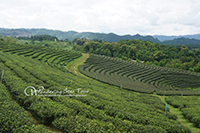 Visit Choui Fong Tea Plantation