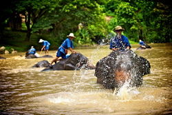 Elephant Bathing at Thai Elephant Conservation Lampang
