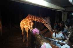 Feeding time, you can see Giraffees get closure