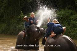 Enjoy bathing with Elephant when you book the mahout course