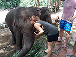 Elephant Trekking Care (No Riding)