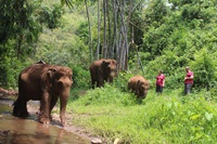 One Day combine trip with Bamboo Elephant Family Care,  Trekking, White water Rafting and Elephant Care (No Riding)