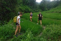 2 days Trekking only walk at Doi Innthanon National Park (walking only and no elephants or elephant riding)