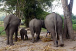  Karen Hilltribe ​Elephant Sanctuary with Bamboo Rafting