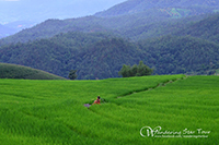  Green Terrace Rice Field in Pa Pong Pieng
