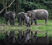 Karen Hilltribe ​Elephant Sanctuary