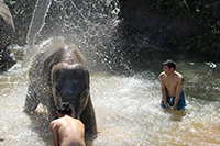 Karen Hilltribe ​Elephant Sanctuary